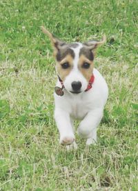 Portrait of dog on grassy field