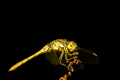 Close-up of insect against black background