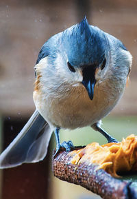 Close-up of bird perching on wood