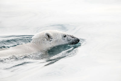 High angle view of polar bear swimming in sea