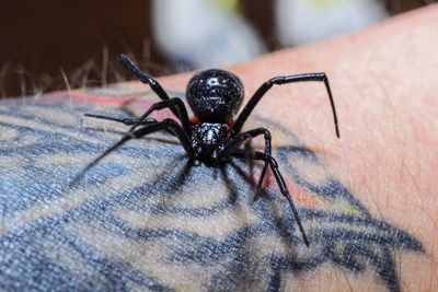 Close-up of spider on hand