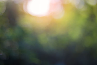 Defocused image of tree against sunlight