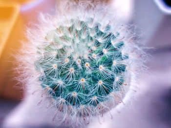 Close-up of dandelion on cactus