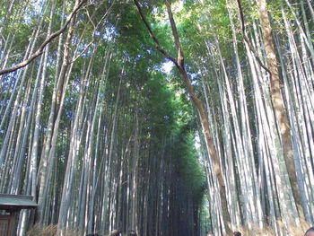 Low angle view of bamboo trees in forest