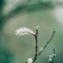 Close-up of flowering plant