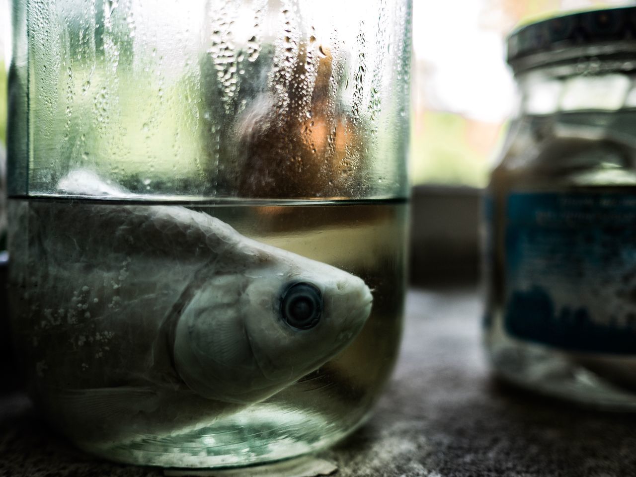 CLOSE-UP OF FISH IN GLASS CONTAINER