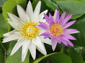 Close-up of purple water lily