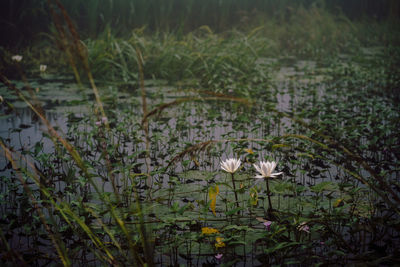 Close-up of white flowering plants in water