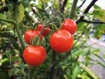 Close-up of red berries growing on tree