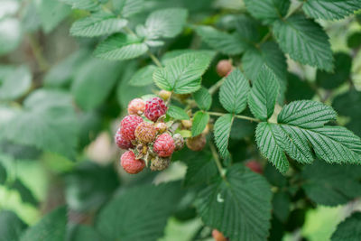 Close-up of berries growing on plant