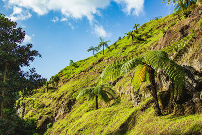 Scenic view of trees growing on mountain against sky