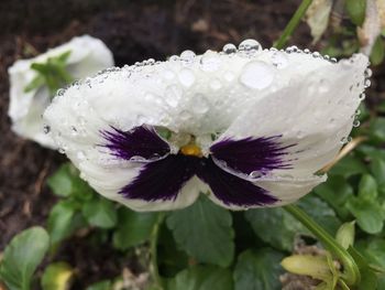 Close-up of white flowers