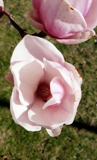 High angle view of pink rose flower