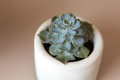 Trendy succulent echeveria colorata in white concrete flower pot on beige background, copy space. 