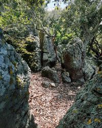 Plants growing on rocks in forest