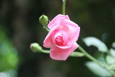 Close-up of pink rose