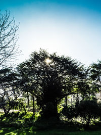Low angle view of trees against sky