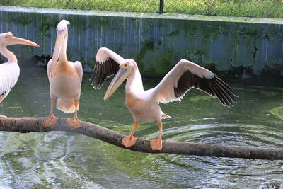 View of birds in lake