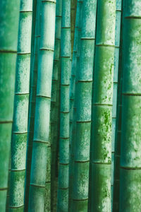 Detail shot of bamboo