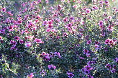 Close-up of pink flowers