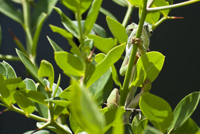 Close-up of insect on plant