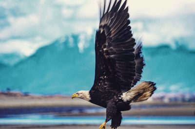 Close-up of eagle flying against sky