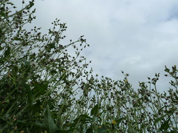 Plants against sky