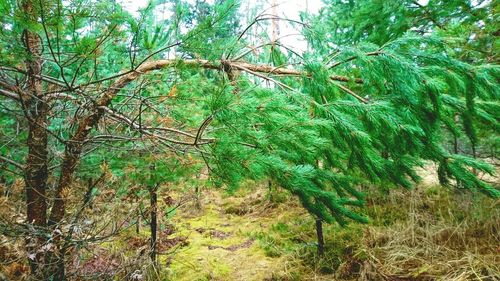 Low angle view of trees in forest