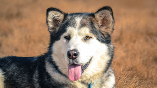 Close-up portrait of dog on field