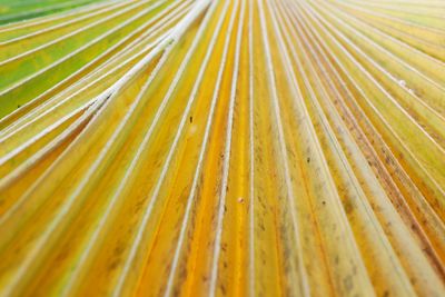 Full frame shot of palm leaf