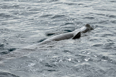Pilot whale relaxing near boat tour from kaikoura, new zealand