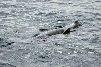 High angle view of swimming in sea