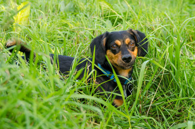 Portrait of puppy on grass