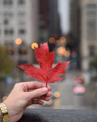 Close-up of hand holding maple leaf during autumn