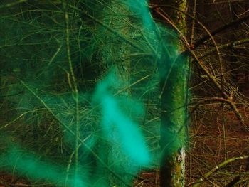 Plants growing in sunlight