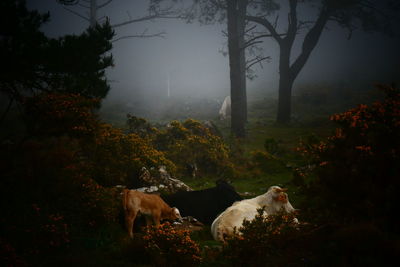 Cows in a field