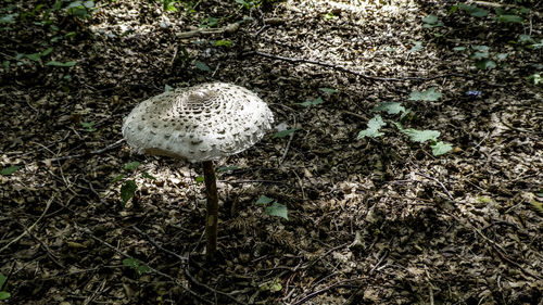 High angle view of mushroom on field