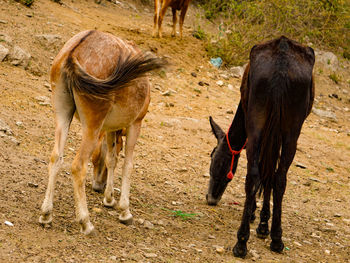 Horses standing in a field