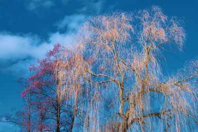 Low angle view of bare tree against sky