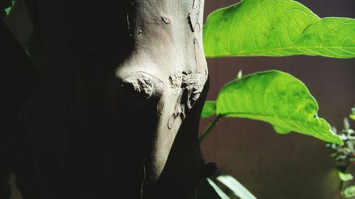 Close-up of cropped object