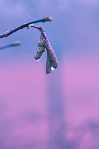 Close-up of plant against sky during sunset