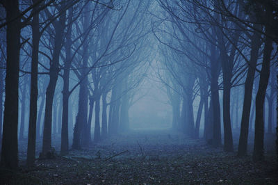 Trees in forest during foggy weather