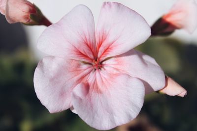 Close-up of pink flower blooming outdoors