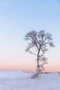 Bare tree on snow covered landscape against clear sky