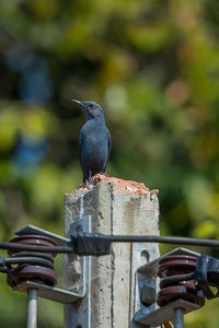 Close-up of bird perching on metal