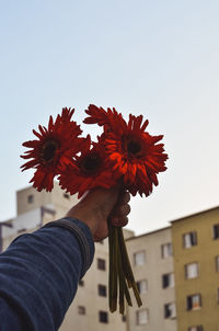 Low angle view of person holding flowering plant against sky