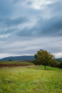 Scenic view of field against sky