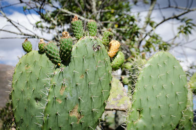 Close-up of prickly pear cactus