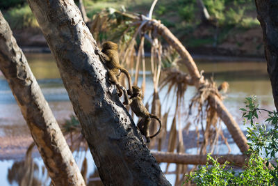 View of monkey on tree trunk