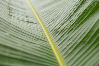 Close-up banana leaf with highlights green texture